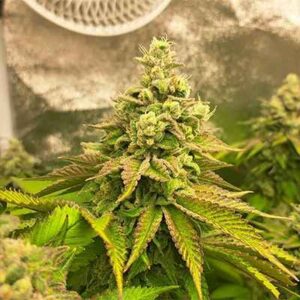 Bruce Banner Clones