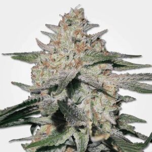 Northern Lights Clones