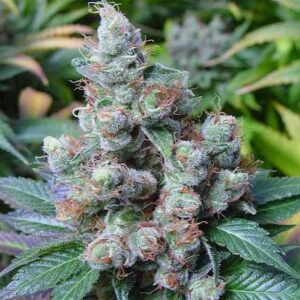 NYC Diesel Clones
