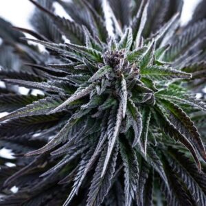 Blue Dream Clones