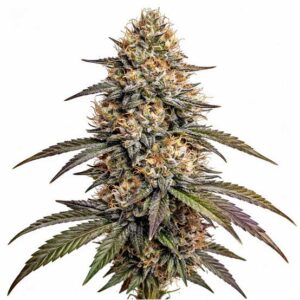 Blue Widow Clones