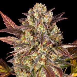 Amnesia Haze Clones