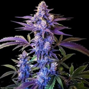Granddaddy Purple Clones