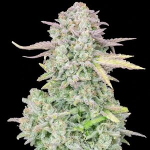 Trainwreck Clones