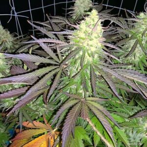 Northern Lights #5 Clones