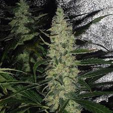 Super Skunk Clones