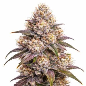Wedding Cake Clones