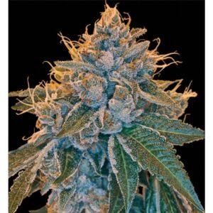 Kosher Kush Clones