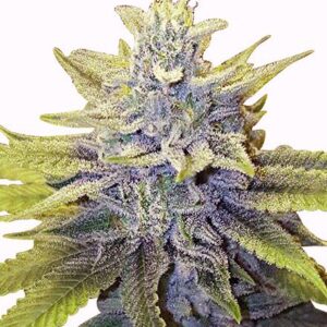 LA Confidential Clones