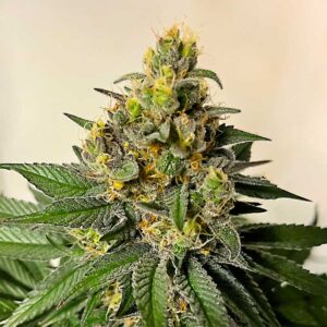 Legend OG Clones