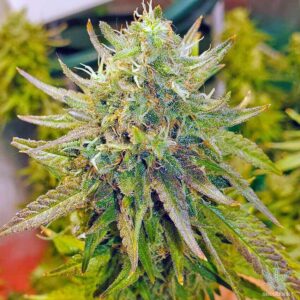 Lemon Diesel Clones