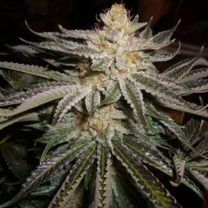 Sour Diesel Clones