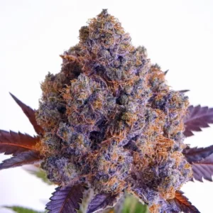 Purple Haze Clones