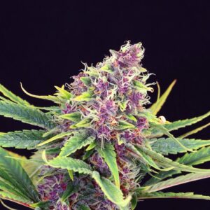 Purple Kush Clones