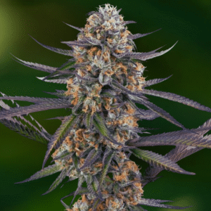 Purple Thai Clones