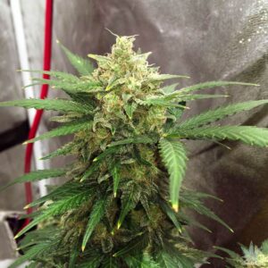 Auto Super Lemon Haze Clones
