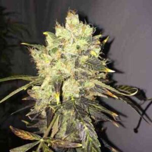 Supreme CBD Durban Clones