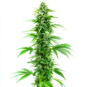 Sweet Island Skunk Clones