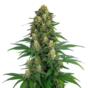 Tangie Clones