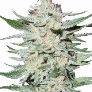 White Rhino Clones