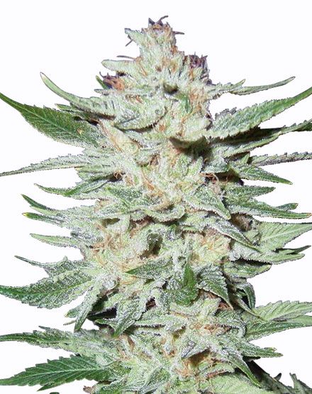 white-rhino