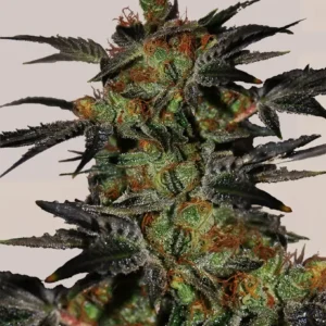 Agent Orange Clones