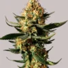 CBD Chemdog Clones