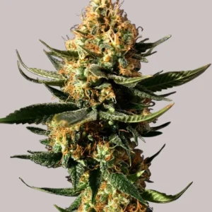CBD Chemdog Clones