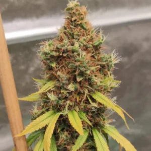 Acapulco Gold Clones