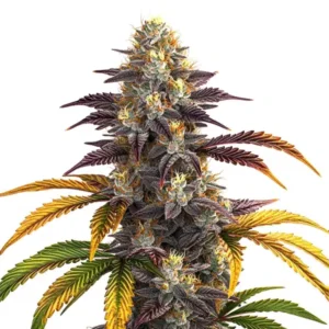 Shiskaberry Clones