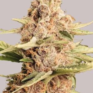 Gold Leaf Clones