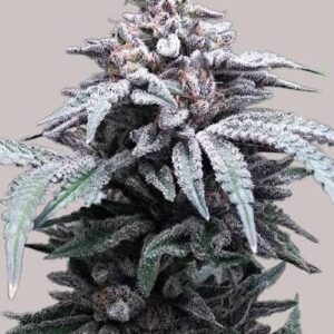 Blue Haze Clones