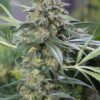 CBD Kush Clones