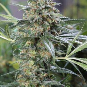 CBD Kush Clones