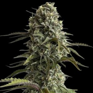 Skunk Fast Flowering Clones
