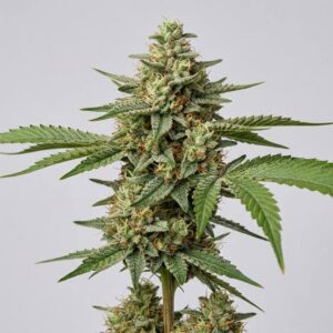 Power Plant Clones