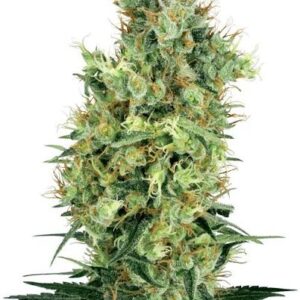 Orange Bud Clones