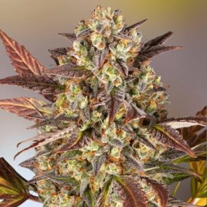 Amnesia Fast Flowering Clones