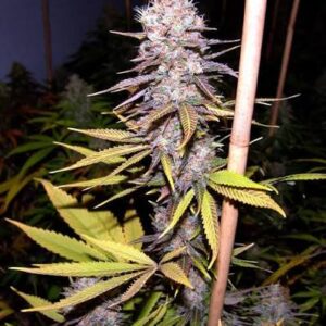 Lavender Clones