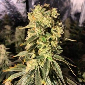 CBD Sour Lemon Haze Clones