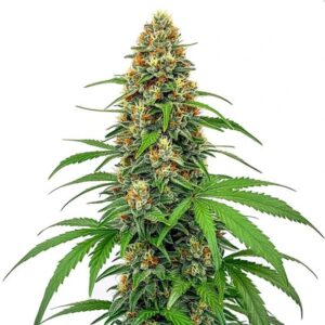 CBD Sour Tangie Clones 25:1
