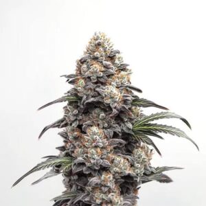 Alien Gorilla Glue Clones