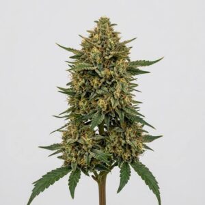 UK Cheese Clones