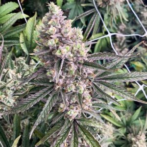 Tahoe Kush Clones