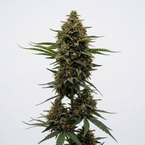 Early Skunk Clones
