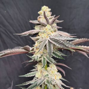 Apple Fritter Clones