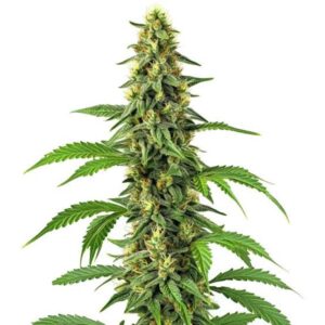 24K Gold Clones