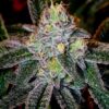 Ice Cream Cake Clones