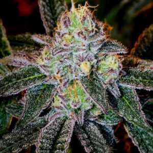 Ice Cream Cake Clones