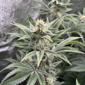 Lemon Tree Clones